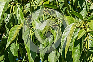 Close-up green leaves of East Asian or Japanese Alder Tree Alnus japonica in city park Krasnodar. Public landscape `Galitsky par
