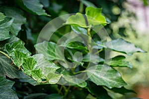 Close-up green leaves English ivy Hedera helix, European ivy. Original texture of natural greenery