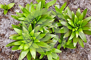 Close-up of green leaves of flower Lily at the garden, top view