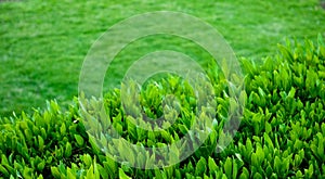 Close up of green leaves and grass. Close up of fresh buxus. Closeup Buxus green bush.