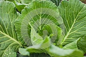Close up green leaves of homegrown white cabbage in garden at daytime in selective focus