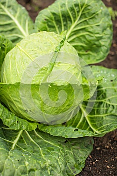 Close up green leaves of homegrown white cabbage in garden at daytime in selective focus