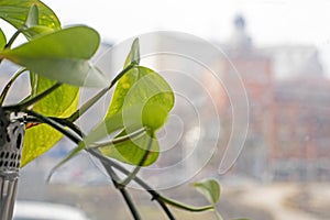 Close -up green leaves of ivy on the blurry background of the city landscape, horizontal