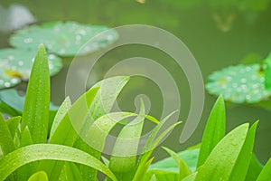 Close up green leaves with lake background at public park.