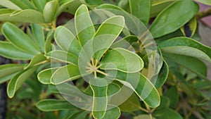 Close up from a green leaves plant