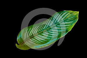 Close up Green leaves stripe calathea ornata isolated on black background with clipping path