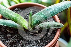 Close up of green leaves. Succulent Plant with dots in the pot. Close up, macro shot. Indoor gardening.