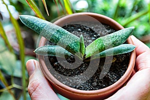 Close up of green leaves. Succulent Plant with dots in the pot. Close up, macro shot. Indoor gardening.