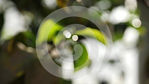 Close-up of green leaves in sunlight in defocusing. Beautiful blurred green background of fresh tree leaves and