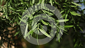 Close-up of green leaves of trees in warm sun. Green succulent leaves elongated illuminated by sunlight on background of