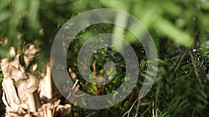 Close-up of green leaves of trees in warm sun. Green succulent leaves elongated illuminated by sunlight on background of