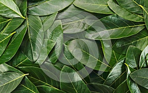 Close up green leaves using as background, flat lay and top view
