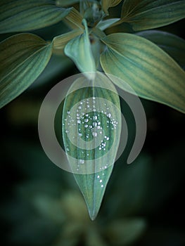 Close-up of green leaves with water droplets