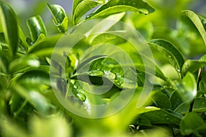 Close up green leaves with water drops and beautiful sunlight background, freshness of rainy season.