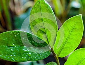 Close up of green leaves. Water drops on green leaf of palm tree, close up, macro shot. Big leaves with drops on it