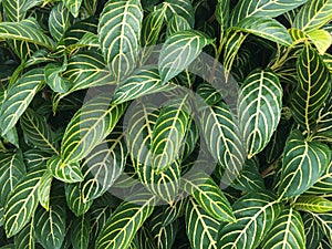 Close up of green leaves with yellow venation of Sanchezia plant.