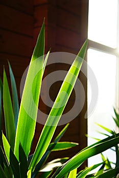 Close up of green leaves of yucca plant  against wooden wall with window , minimalistic style
