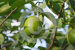 Close-up of a green lemon on a tree. Growing lemons in agriculture