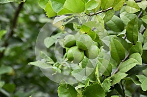 Close up of green lemons grow on the lemon tree in a garden background harvest citrus fruit