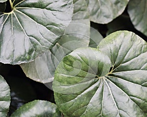 Close-up of Green Leopard Plant Leaves photo