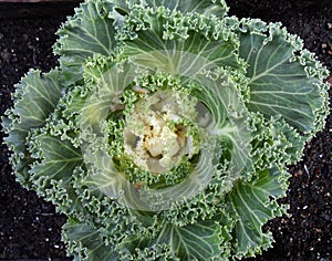 Close-up of a Green Lettuce