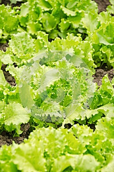 Close up of a green lettuce plant
