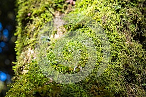 Close up green lichen moss plant grow