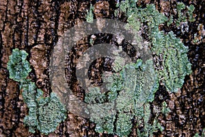 Close up green liken texture surface the tree bark selective focus