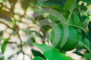 Close up Green lime on tree in farm