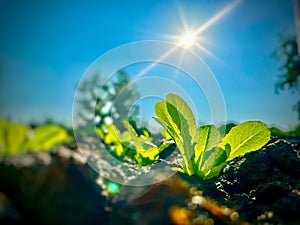 Close up of the green little sprout of young cabbage