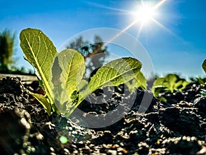 Close up of the green little sprout of young cabbage