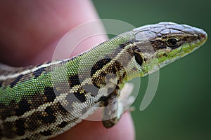 Close up with green lizard on a finger