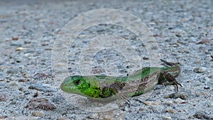 close-up green lizard on the road