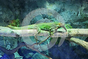 Green Lizard