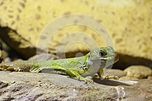 Close-up on a green lizard on a stone