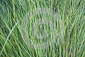 Close-up Green long grass pattern texture can be used as a natural background