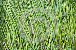 Close-up Green long grass pattern texture can be used as a natural background