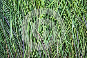 Close-up Green long grass pattern texture can be used as a natural background