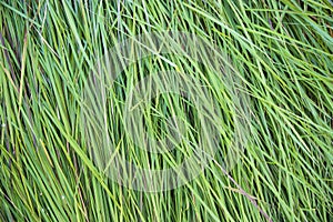 Close-up Green long grass pattern texture can be used as a natural background