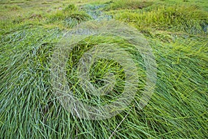 Close-up Green long grass pattern texture can be used as a natural background