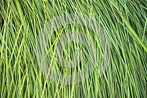 Close-up Green long grass pattern texture can be used as a natural background