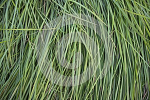 Close-up Green long grass pattern texture can be used as a natural background