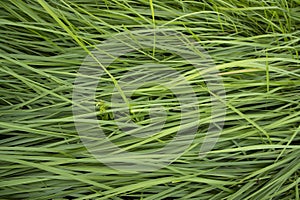 Close-up Green long grass pattern texture can be used as a natural background