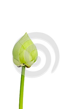 Close up of green lotus flower