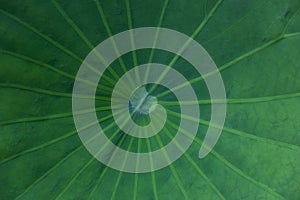 Close up a green lotus leaf texture , use for background