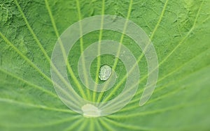 Close-up of green lotus leaf with water drop