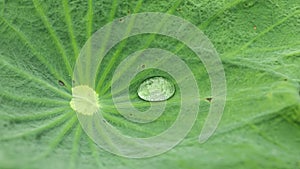 Close-up of green lotus leaf with water drop