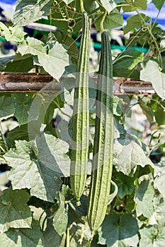 Close up of green luffa in farm