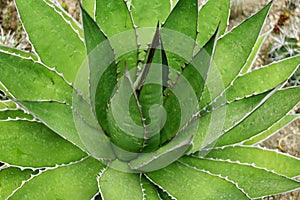 CLOSE UP OF A GREEN MAGUEY AGAVE CACTUS LEAVES PLANT FROM MEXIC