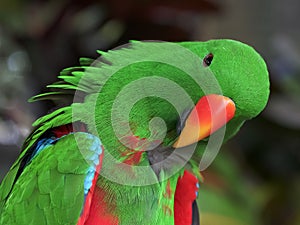 Close up of a green male eclectus parrot preening its feathers